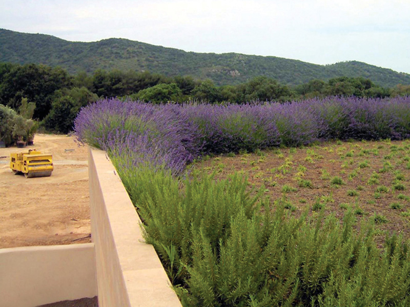 aromatiche_principale