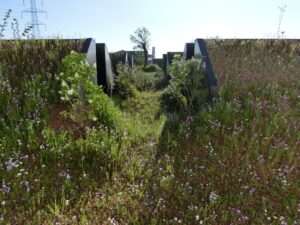 Scopri di più sull'articolo Nature Restauration Law. Può la legge europea rappresentare l’innesco per un cambiamento positivo delle nostre città?