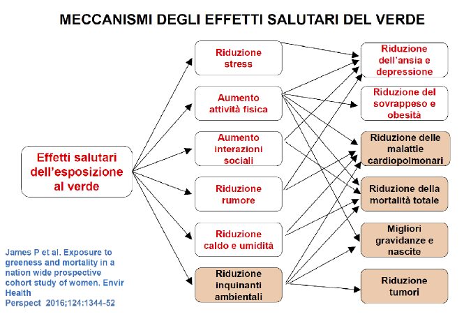 meccanismisalutari meccanismisalutari