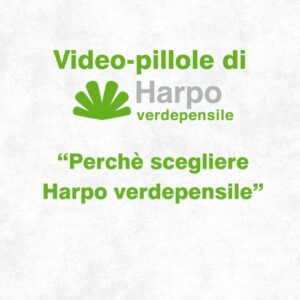 Read more about the article Short videos from Harpo verdepensile 1 of 18. The role of Harpo verdepensile