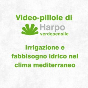 Read more about the article Short videos from Harpo verdepensile 1 of 18. The role of Harpo verdepensile