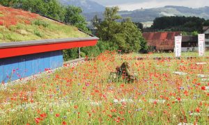 Coperture o aree a verde di alto valore ecologico