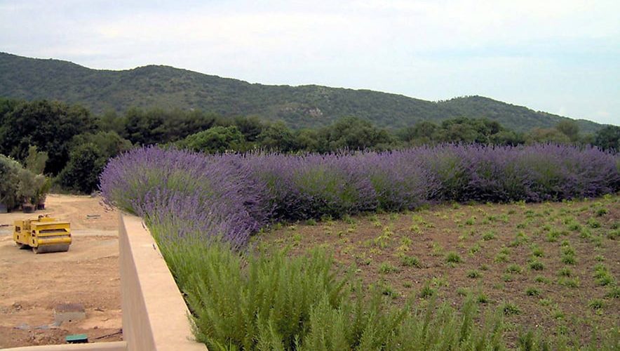 Harpo - estensivo aromatiche (1)