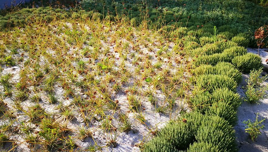 Harpo - estensivo aromatiche (3)